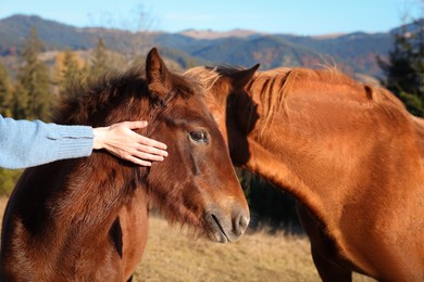Photo of Young woman petting beautiful brown horse in mountains