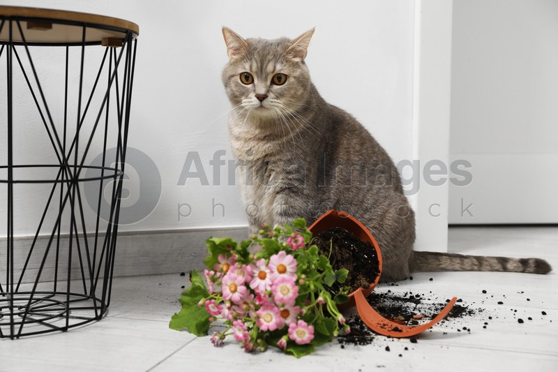 Photo of Cute cat, broken flower pot with cineraria plant on floor indoors