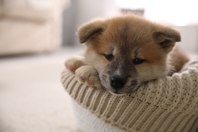 Photo of Adorable Akita Inu puppy in dog bed on blurred background, closeup