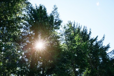 Bright sun shining through coniferous trees in forest, low angle view