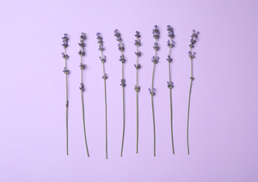 Beautiful lavender flowers on violet background, flat lay