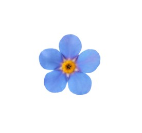 Delicate blue Forget-me-not flower on white background