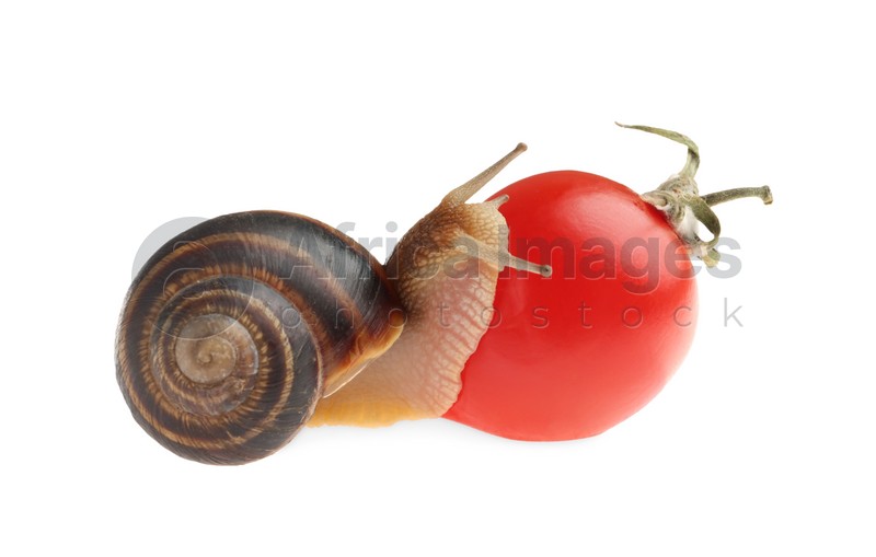 Photo of Common garden snail with tomato on white background