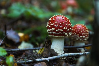Fresh wild mushrooms growing in forest, closeup. Space for text