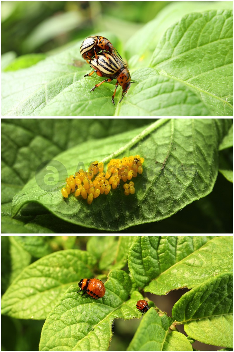 Collage with different photos of Colorado potato beetles on green leaves
