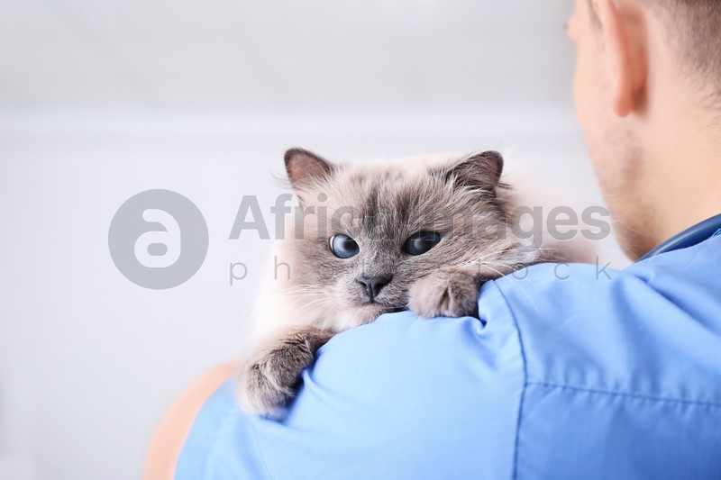Young veterinarian holding cat in clinic