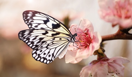Beautiful rice paper butterfly on blossoming tree branch, closeup