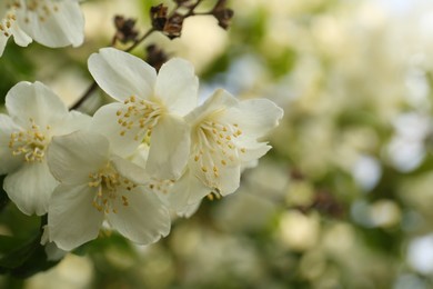 Photo of Beautiful blooming white jasmine shrub outdoors, closeup. Space for text