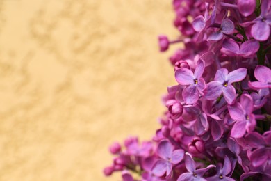 Photo of Closeup view of beautiful lilac flowers on beige background. Space for text