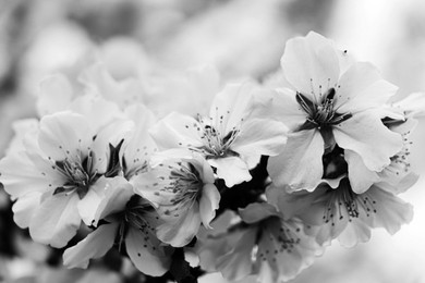 Image of Delicate spring cherry blossoms on tree, closeup. Black and white tone 