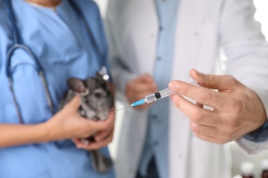 Photo of Professional veterinarians vaccinating chinchilla in clinic, closeup