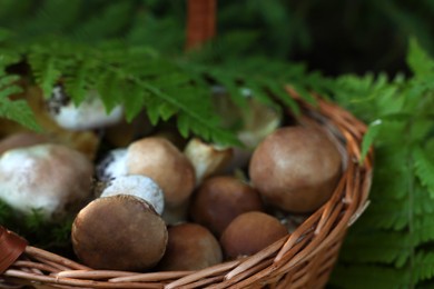 Basket full of fresh mushrooms in forest, closeup