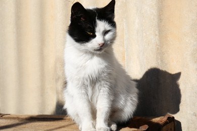 Photo of Cute black and white cat outdoors on sunny day. Rural life