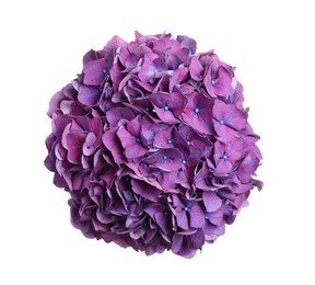 Delicate violet hortensia flowers on white background, top view