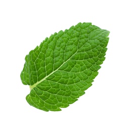Fresh green mint leaf isolated on white