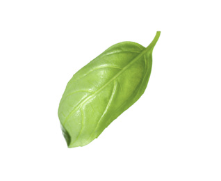 Fresh green basil leaf isolated on white