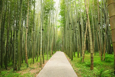 Picturesque view of tranquil park with pathway surrounded by beautiful bamboo
