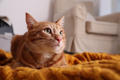 Photo of Cute ginger cat on knitted plaid at home