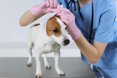 Photo of Veterinarian applying bandage onto dog's head at table in clinic, closeup