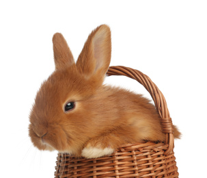 Adorable fluffy bunny in wicker basket isolated on white, closeup. Easter symbol