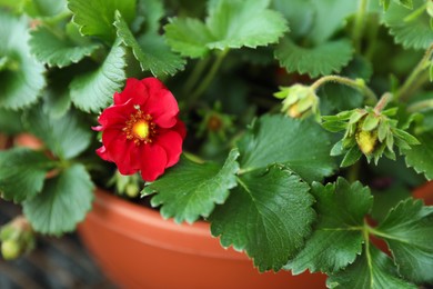Beautiful strawberry plant with red flower and unripe fruit in pot, closeup