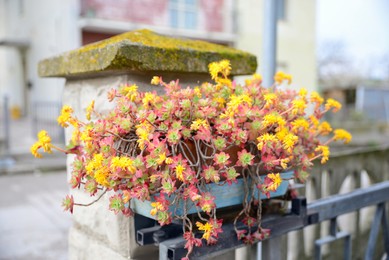 Photo of Beautiful plant growing in pot on outdoor fence