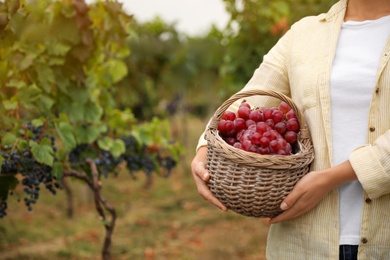 Woman with basket of grapes in vineyard, closeup