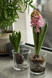 Photo of Beautiful bulbous plants on window sill indoors. Spring time