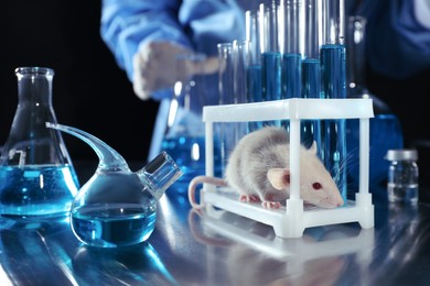 Rat on table in chemical laboratory. Animal testing