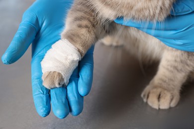 Veterinarian holding cute scottish straight cat with bandage on paw at grey table, closeup