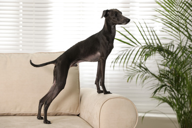 Italian Greyhound dog on sofa at home