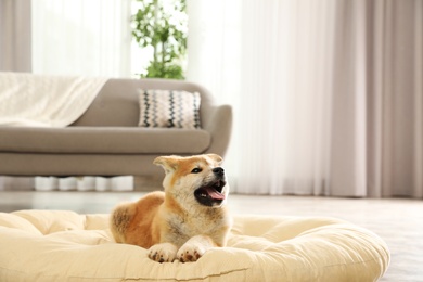 Cute akita inu puppy on pet pillow indoors