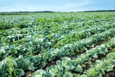 Many green cabbages growing in field. Industrial agriculture