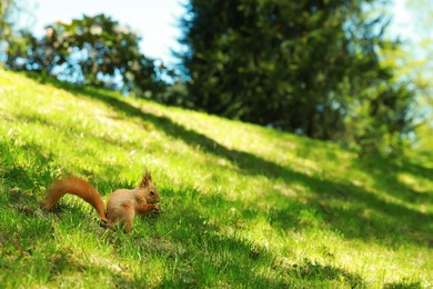 Cute red squirrel on green grass outdoors, space for text