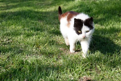 Photo of Cute cat walking on green grass. Space for text