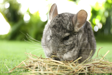 Photo of Cute funny grey chinchilla with hay on green grass, closeup