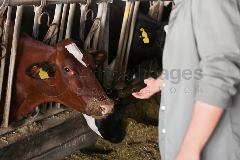 Photo of Man near pretty cow on farm, closeup. Animal husbandry
