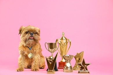 Cute Brussels Griffon dog with champion trophies and medal on pink background