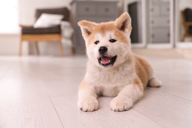 Adorable akita inu puppy lying on floor at home