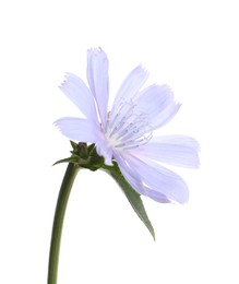 Photo of Beautiful blooming chicory flower isolated on white