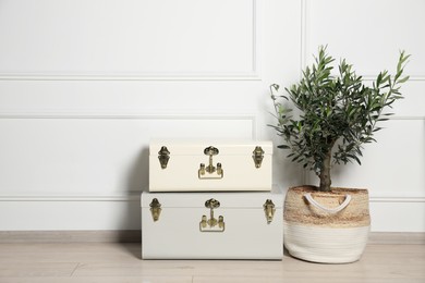 Photo of Beautiful young potted olive tree and suitcases indoors. Interior design
