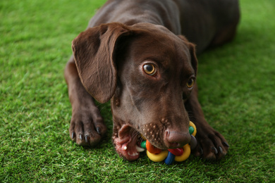 German Shorthaired Pointer dog playing with toy on green grass