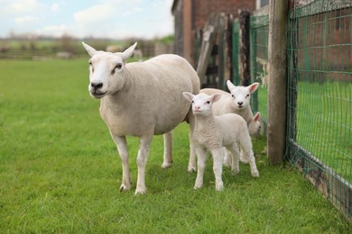 Photo of Beautiful sheep with cute lambs near fence in farmyard