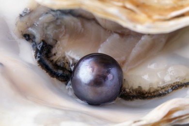 Open oyster with black pearl, closeup view