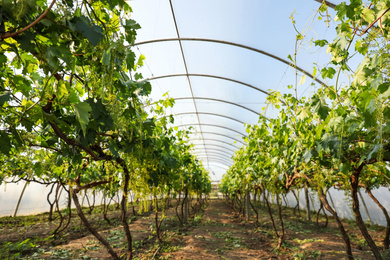 Rows of cultivated grape plants in greenhouse