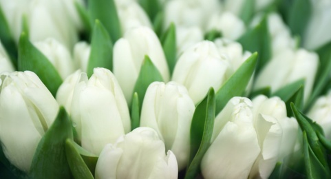 Fresh bouquet of beautiful tulips as background. Horizontal banner design