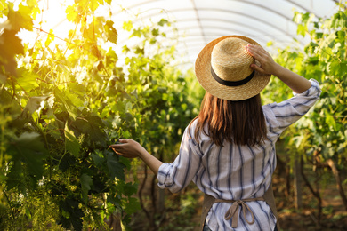 Woman among cultivated grape plants in greenhouse