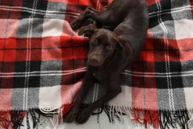 Adorable dog lying on plaid, above view