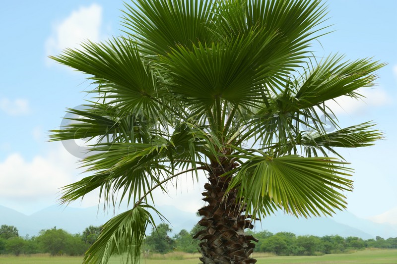 Tropical palm tree with beautiful green leaves outdoors