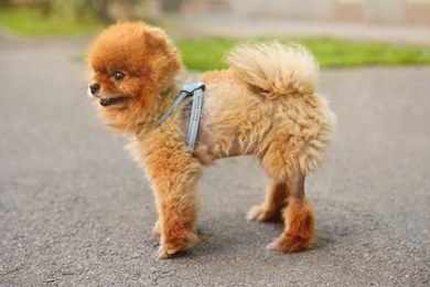 Cute Pomeranian spitz dog on walk in city